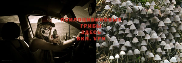 индика Абаза